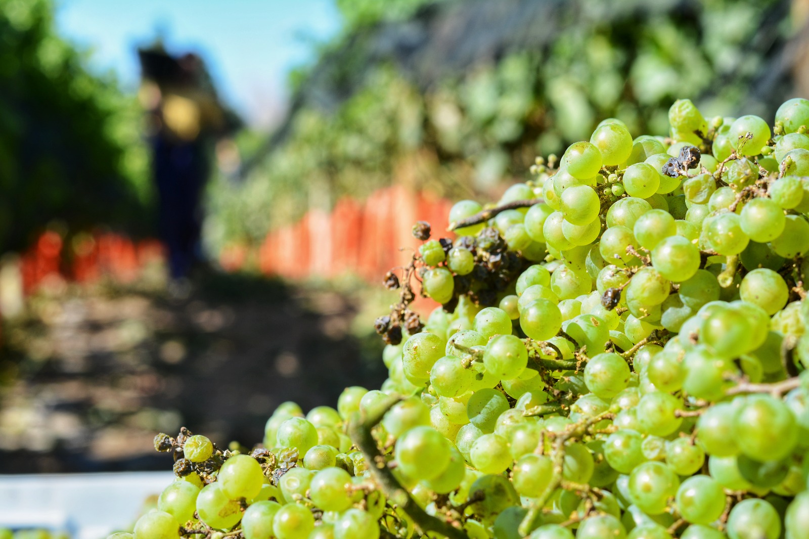 De la mano del FdTN, Rioseco apunta a potenciar la vitivinicultura en ...